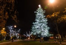 Mesto Malacky má v centre v parku na Kláštornom námestí vyzdobený vianočný strom (borovicu, ktorá tam priamo rastie). Foto: Stanislav Osuský