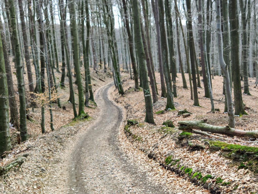 Lesná cesta nad Žilovou