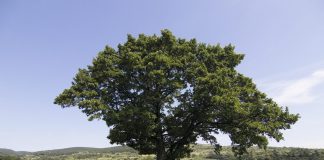 Vajnorská jelša reprezentovala náš kraj v ankete Strom roka 2021