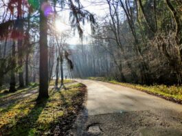 Tip na výlet: Zimné lesy nad metropolou Tip na výlet: Zimné lesy nad Bratislavou