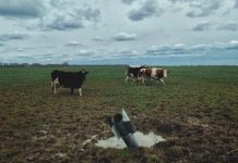 Vojnové kravy“ na Černihivských poliach. 04/2022 Autor: Ilay Tyle