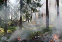 Ako ochrániť lesy pred požiarom?