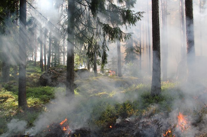 Ako ochrániť lesy pred požiarom?