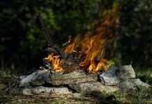 V bratislavských lesoch platí pre riziko požiarov zákaz kladenia ohňov