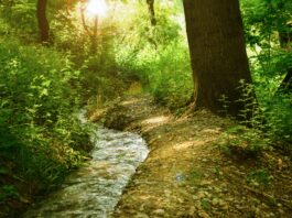 Tip na výlet: Objavte krásu bratislavského potoka Vydrica Tip na výlet: Objavte krásu bratislavského potoka Vydrica / Ilustračný obrázok