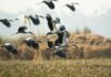 Zo Slovenska odlieta na zimu viac ako 150 vtáčích druhov