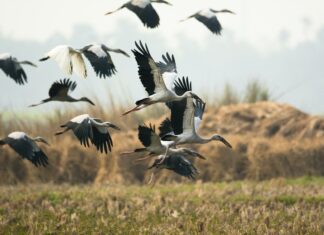 Zo Slovenska odlieta na zimu viac ako 150 vtáčích druhov