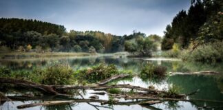 Chránená krajinná oblasť Dunajské luhy je najmladšia z chránených krajinných oblastí na Slovensku