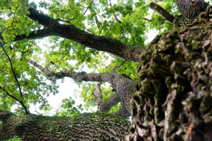 Nádherný dub v Malackách súťaží o titul Európsky strom roka.