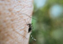Bratislava bude opäť intenzívne monitorovať liahniská komárov