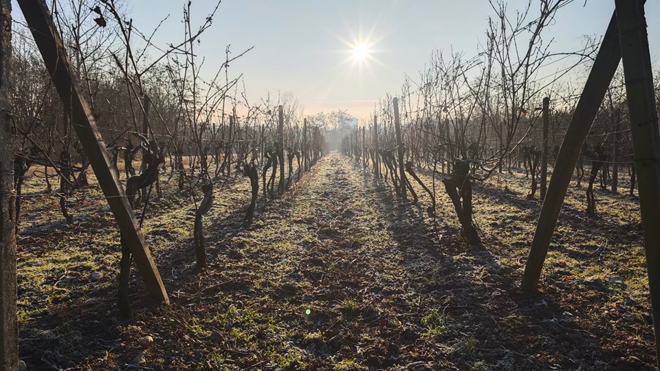 Račianske vinice. Foto: Michal Feik