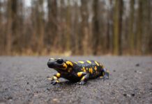 Mestské lesy upozorňujú na migrujúce salamandry,apelujú na všímavosť