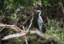 Objavte jedinečný svet lužných lesov a rieky Dunaj počas tematickej komentovanej vychádzky Za krídlami Dunaja
