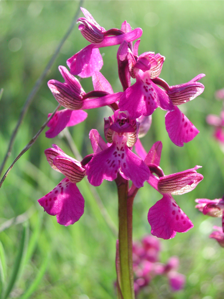 Kozy obnovujú biotopy orchideí