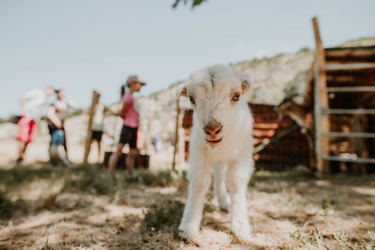 Kozy obnovujú biotopy orchideí