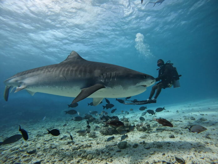 Odvážlivec zo Seneca: Jozef Takáč skúša osudy s najnebezpečnejšími žralokmi sveta