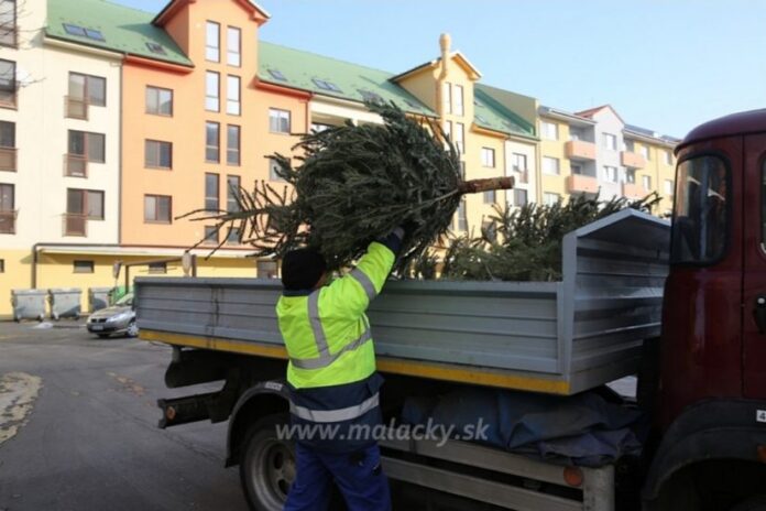Zber vianočných stromčekov v Malackách: Ako na to?