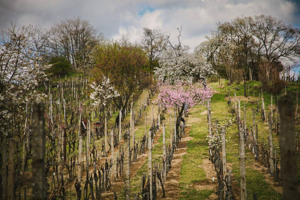 Vinohrady na jar