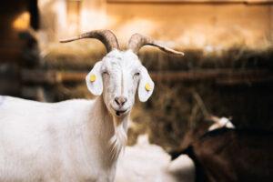 Kozy obnovujú biotopy orchideí