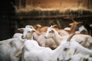 Kozy obnovujú biotopy orchideí