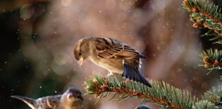 vrabce domové foto Gabriel Hajdu