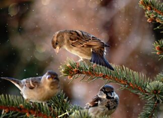 vrabce domové foto Gabriel Hajdu