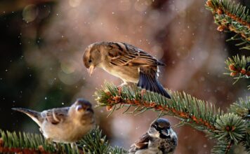vrabce domové foto Gabriel Hajdu