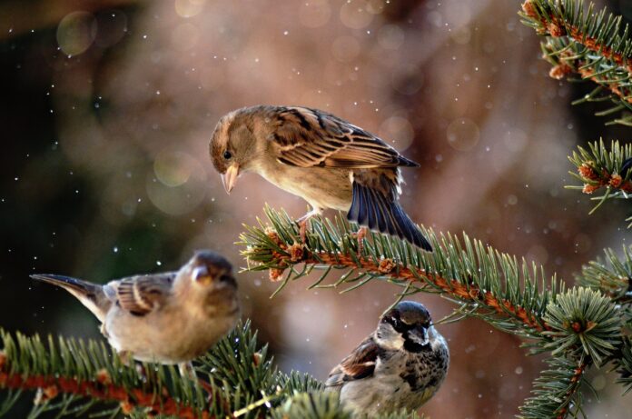 vrabce domové foto Gabriel Hajdu