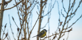 Zimné menu pre operencov: Ako správne kŕmiť a nezabiť ich dobrotou