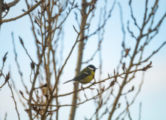 Zimné menu pre operencov: Ako správne kŕmiť a nezabiť ich dobrotou