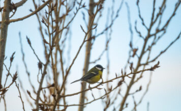 Zimné menu pre operencov: Ako správne kŕmiť a nezabiť ich dobrotou