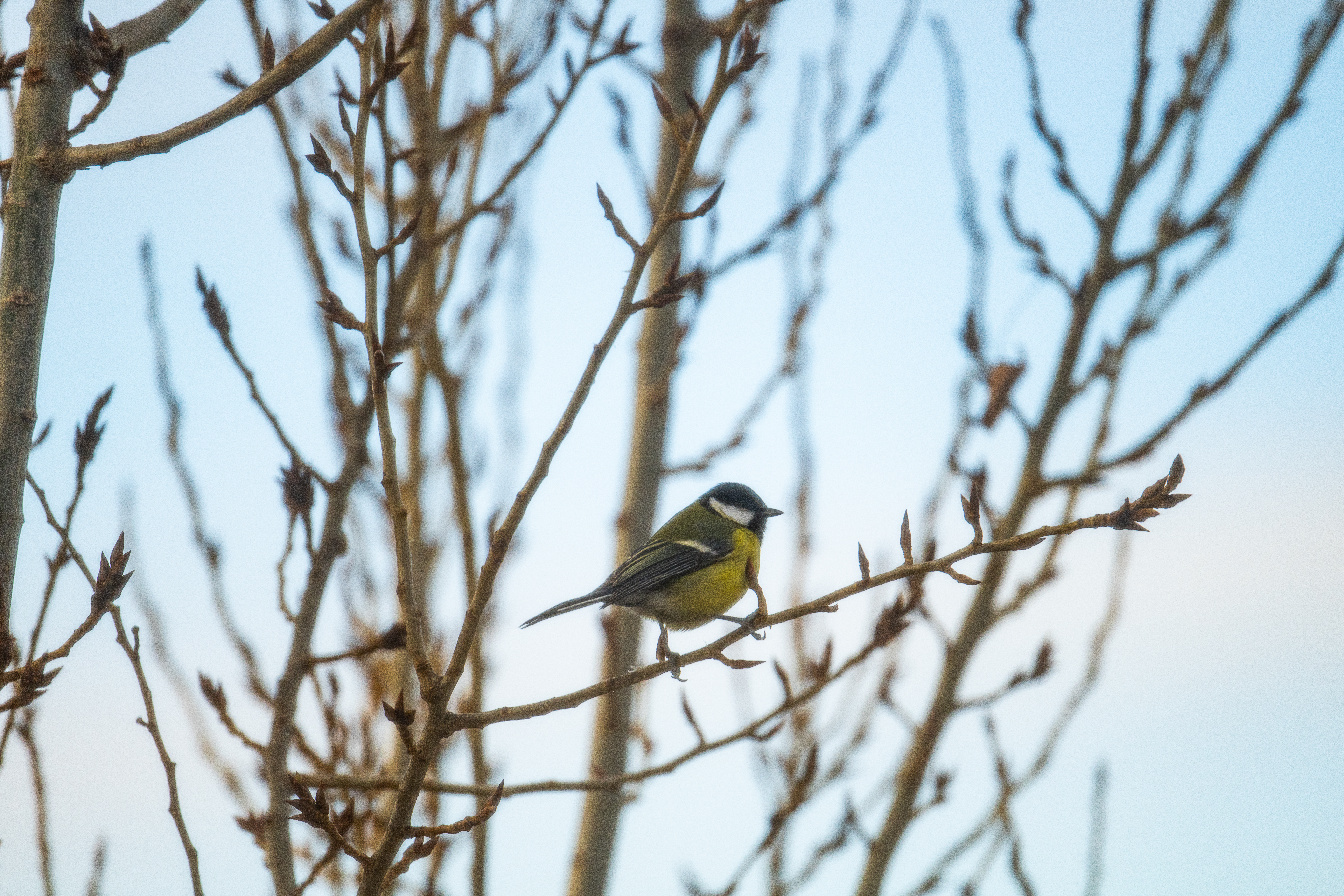 Zimné menu pre operencov: Ako správne kŕmiť a nezabiť ich dobrotou