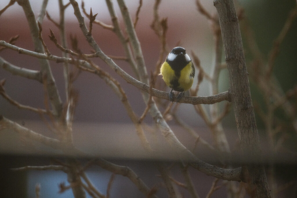 Zimné menu pre operencov: Ako správne kŕmiť a nezabiť ich dobrotou