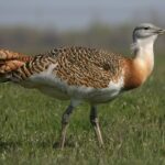 Pozorovanie zimujúcich dropov 2026