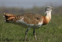 Pozorovanie zimujúcich dropov 2026