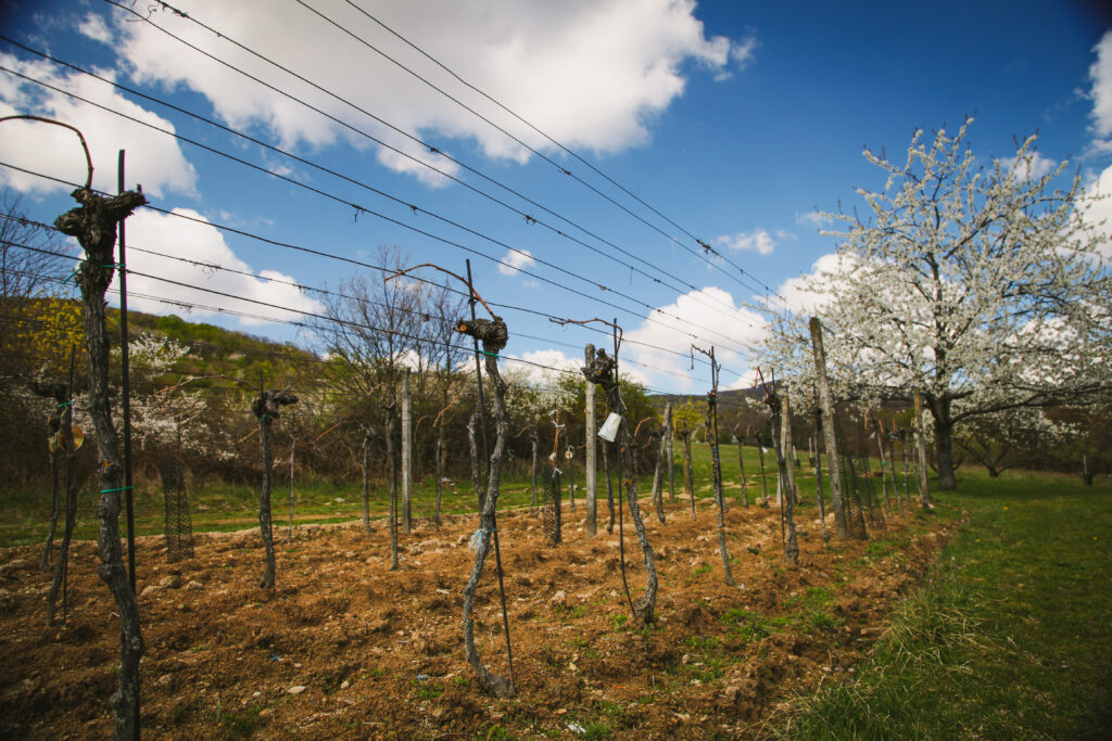 Pohľad na jarné vinohrady