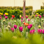 Záhrada s rozkvitnutými tulipánmi