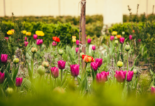 Záhrada s rozkvitnutými tulipánmi