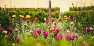 Záhrada s rozkvitnutými tulipánmi