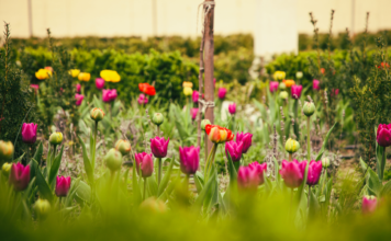 Záhrada s rozkvitnutými tulipánmi