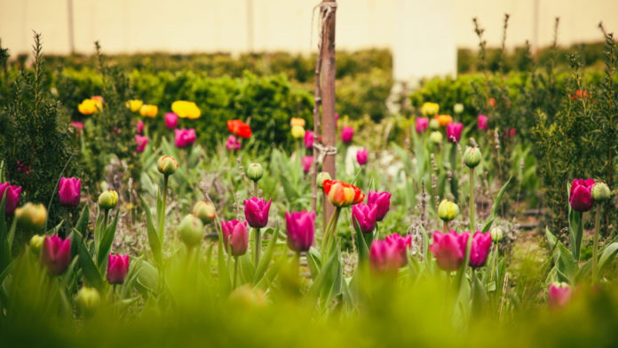 Záhrada s rozkvitnutými tulipánmi
