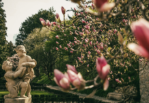 Sochy a magnólia v záhrade kaštieľa v Modre