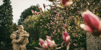 Sochy a magnólia v záhrade kaštieľa v Modre