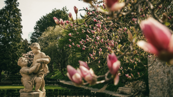Záhrada-magnolia Sochy a magnólia v záhrade kaštieľa v Modre