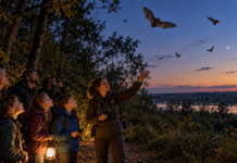 Batwatching Čunovo vás zavedie z Ekocentra do blízkeho Čunovského lesa