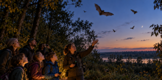 Batwatching Čunovo vás zavedie z Ekocentra do blízkeho Čunovského lesa