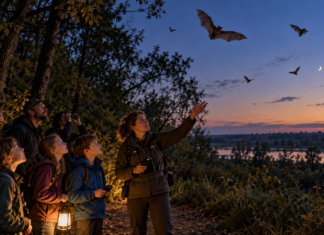 Batwatching Čunovo vás zavedie z Ekocentra do blízkeho Čunovského lesa Batwatching Čunovo vás zavedie z Ekocentra do blízkeho Čunovského lesa