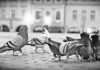 Českobudějovičtí holoubci na náměstí Přemysla Otakara II. Foto: Budějovický městský holubník