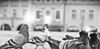 Českobudějovičtí holoubci na náměstí Přemysla Otakara II. Foto: Budějovický městský holubník