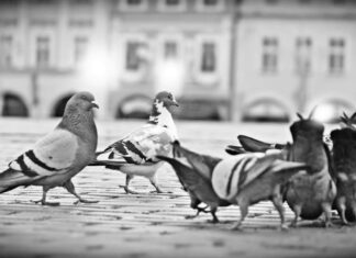 Českobudějovičtí holoubci na náměstí Přemysla Otakara II. Foto: Budějovický městský holubník